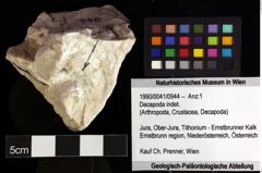 Foto (Objket + Etiketten) von Decapoda indet. 